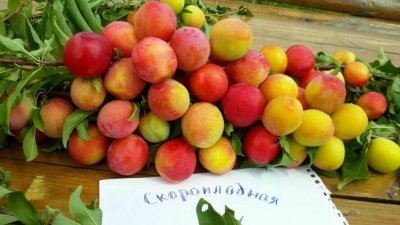 Слива Скороплодная: опис китайського сорту, характеристики і фото