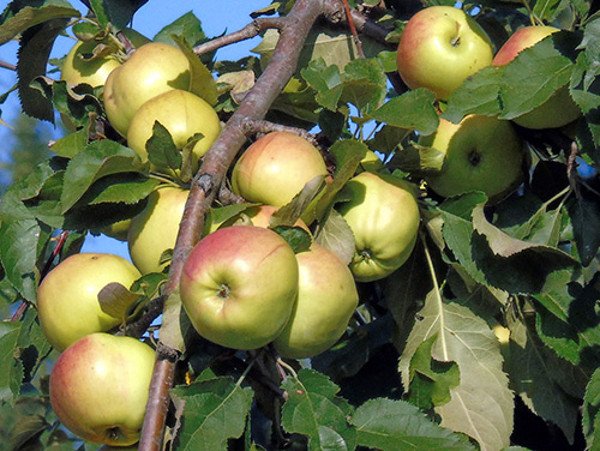 Карликова яблуня Братчуд   родич Чудернацького