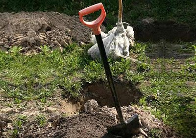 Висока стійкість до різних захворювань яблуні сорту Жовте цукрове