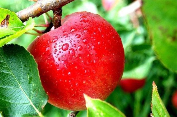 Невибаглива і морозостійка яблуня Аніс Червоний