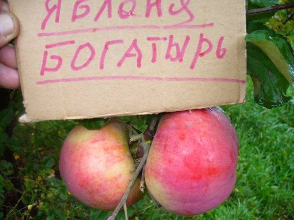 Яблуня Богатир: опис, фото, правила посадки та догляду