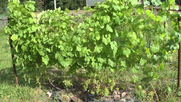 Виноград Коронка російська: опис сорту, регіон виведення, характеристики і фото