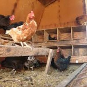 Як зробити сідала для курей своїми руками?