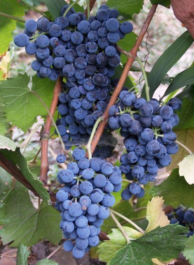 Виноград Сапераві: опис стародавнього сорту, характеристики і фото