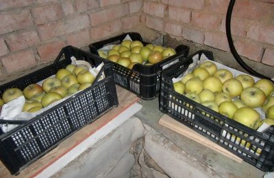 Висока стійкість до різних захворювань яблуні сорту Жовте цукрове
