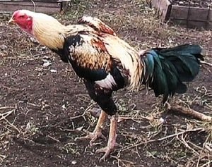 Куланги або дакан   кури бійці з поганим характером