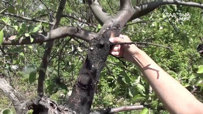 Яблуня Болотовское   несприйнятлива до збудників парші
