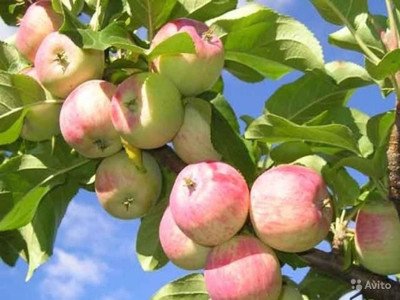 Сорт яблук Боровинка: опис характеристик і фото