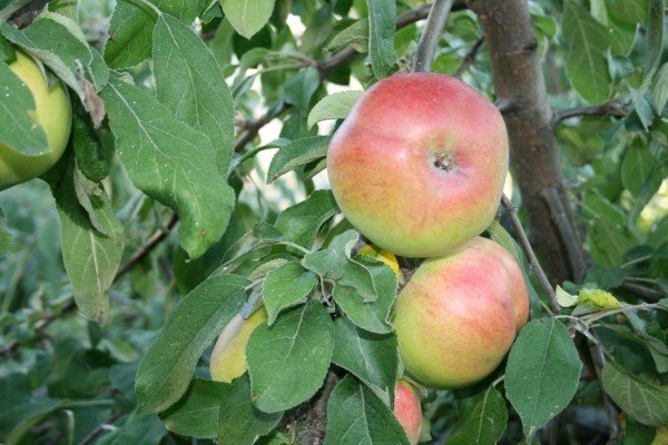 Соколівське   невибагливий зимовий сорт яблуні