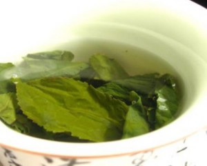 Лікувальні властивості подорожника – як і де його застосовують? + відео