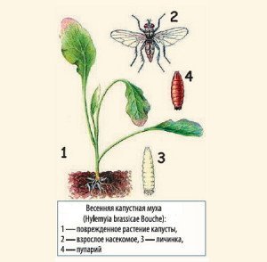 Капустяна муха – всі методи боротьби з шкідником + Фото та відео