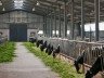 Як побудувати сарай для биків – зводимо будинок для великої худоби + Відео