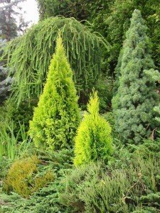 Саджанці хвойних дерев і чагарників – як правильно підібрати? + відео