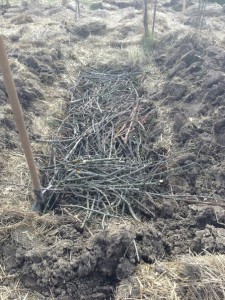 Обрізка фруктових дерев – терміни та деталі проведення обрізки + Відео