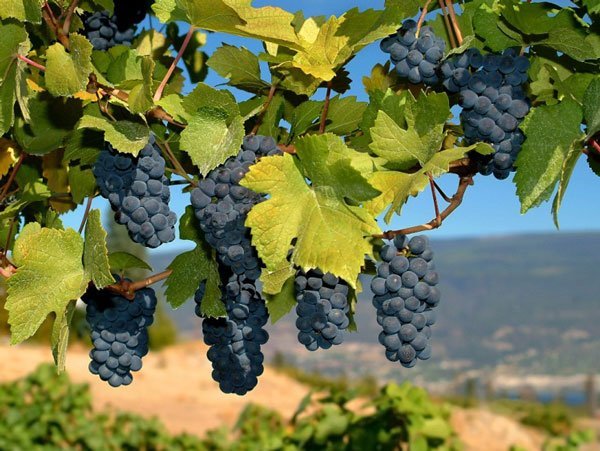 Виноград Альфа: опис сорти, хвороби, шкідники, характеристики і фото