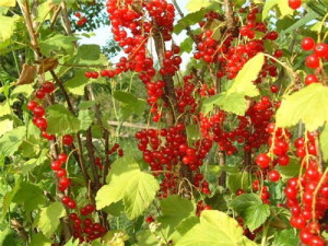 Готуємо узвар з червоної і чорної смородини на зиму + Відео