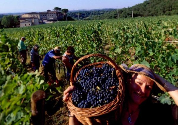 Сорт винограду Мерло: опис сорту, фото, характеристики і боротьба з шкідниками