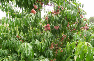 Обрізка персика навесні: схема і нюанси щодо проведення робіт + відео