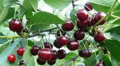 Вишня Молодіжна   опис сорту, фото, посадка й догляд, запилювачі