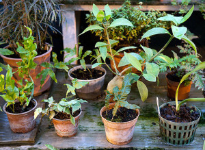 Догляд за кімнатними квітами взимку – освітлення, вологість і полив + відео Догляд за кімнатними квітами взимку – освітлення, вологість і полив + відео