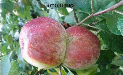 Сорт яблук Боровинка: опис характеристик і фото