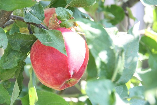 Яблуня сорту Квінта: чим хороша, як садити, які особливості?