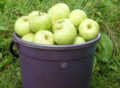 Карликова яблуня Братчуд   родич Чудернацького