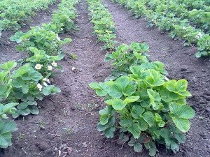 Підгодівля полуниці навесні – які добрива використовувати? + відео Підгодівля полуниці навесні – які добрива використовувати? + відео