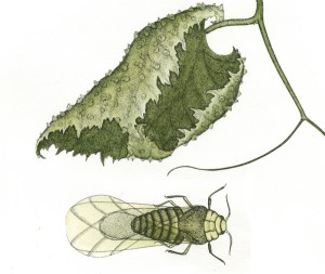 Філоксера винограду – не так страшна, як її бояться! + Відео