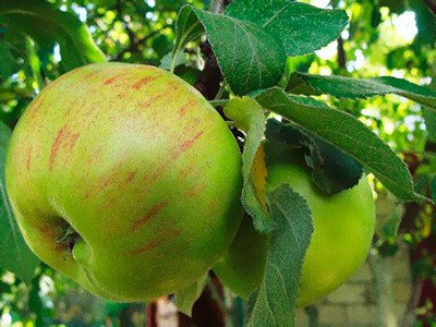 Сорт яблук Боровинка: опис характеристик і фото