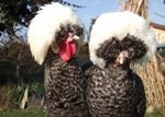 Чому шкаралупа яєць у мяка або порушення формування шкаралупи?