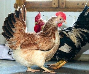 Загорська лососева – одна з найбільш юних порід мясо яєчних курей: фото та опис