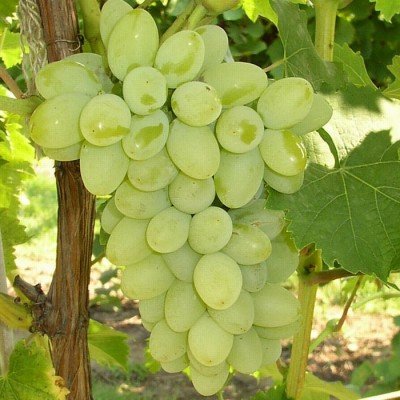 Виноград Галбена Ноу (Золотинка): опис сорту, фото і боротьба з шкідниками