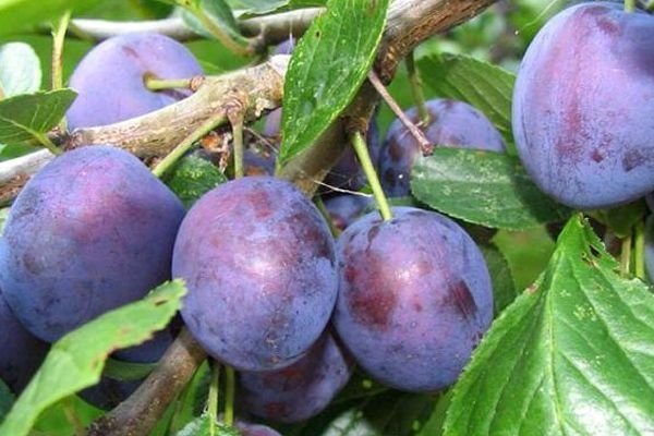 Слива Богатирська: докладний опис і наочні фото сорту