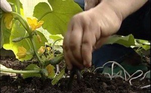 Вирощування огірків у відкритому грунті – хитрощі, прийоми + відео