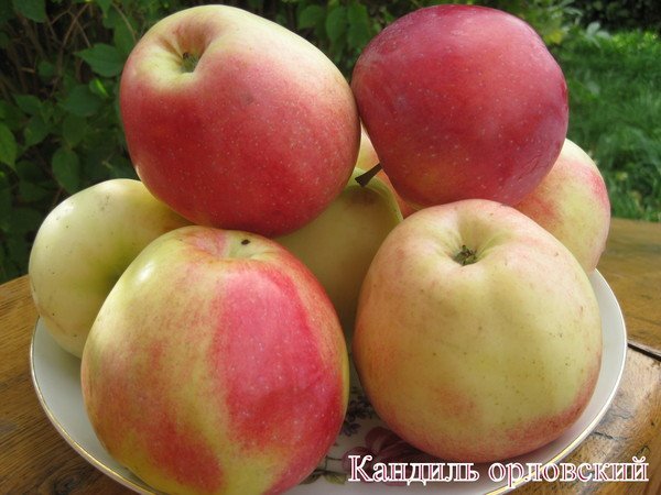 Яблуня Кандиль орловський: повний опис та яскраві фото даного сорту