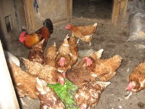 Кури Шейвер: невелике спокій для щоденного отримання яєць