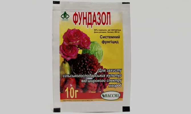 Рододендрон – посадка, догляд та обрізка кущів + Відео