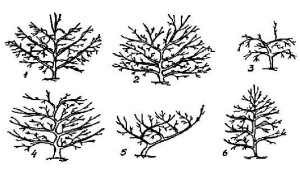 Обрізка дерев – як підвищити врожайність і оформити крону? + відео