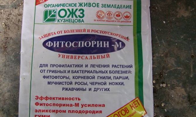Хвороби піонів та їх лікування – заходи проти плямистості, іржі і шкідників + Відео