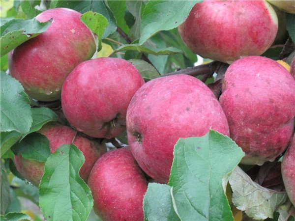 Регулярний урожай і довгі строки зберігання яблук сорту Антей