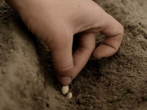 Як правильно садити кабачки – секрети швидкого врожаю +Відео