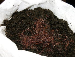 Біогумус – добриво, що дозволяє поліпшити структуру грунту + відео