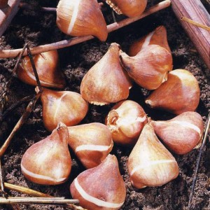 Посадка цибулинних рослин: як провести роботи по висадці? + відео