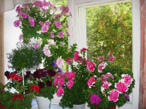 Пеларгонія з насіння – які умови необхідно створити для росту? + відео Пеларгонія з насіння – які умови необхідно створити для росту? + відео