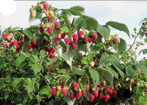 Посадка малини навесні – закладаємо урожайний малинник + Відео