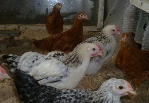 Юрловські кури та їх видові особливості, фото і відео