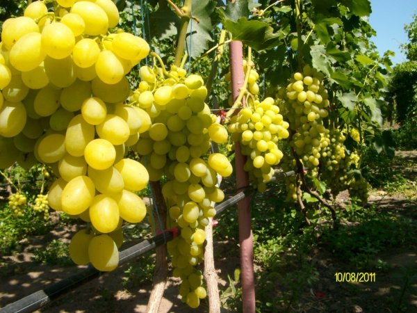 Виноград Віва айка: опис сорту і фото, країна походження та характеристики