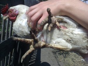 Закупорка зоба у курей: що робити, якщо забився стравохід?