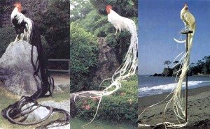 Кури Йокогамской породи   аристократи курячого роду: фото та опис